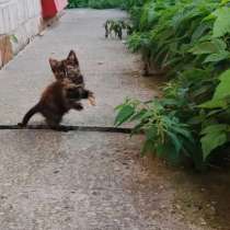 котенок девочка ищет дом, в Электростале
