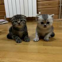 Шотландские котята, в Адлере