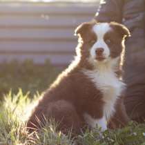 Yakutian Laika puppies (chocolate-white or brown boy), в Новосибирске
