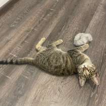 Котенок, в Томске