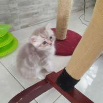 Британские котята, в г.Ашдод