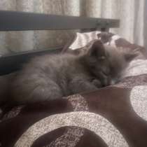Котенок, в Ангарске