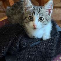 Котенок в добрые руки мальчик, в Невинномысске