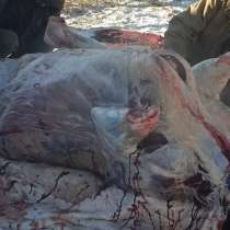 Продаю мясо говядины Чурапчинское молодняк свежий забой, в Якутске