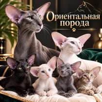 Ориентальные котята, в г.Брест