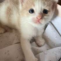 Отдам котёнка БЕСПЛАТНО! п. Старая Вичуга (Ивановская обл.), в Иванове