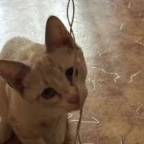Котенок в добрые руки, в Уфе