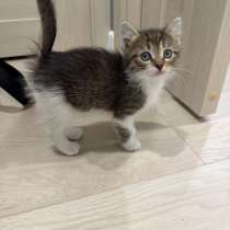 отдам котенка, в Пензе