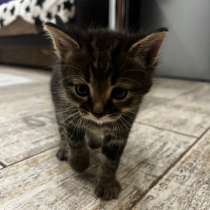 Отдаю котят в добрые руки !, в Саратове