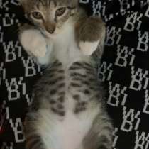 Котейка, в Туапсе