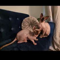 Sphinx, в г.Лондон