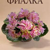 Фиалка Зима улыбается Детка, в Отрадном