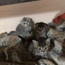 Котята шотландские, в Кургане