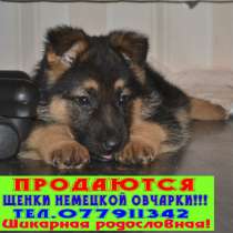 Продаются щенки немецкой овчарки!!!, в г.Тирасполь