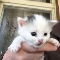 Котята смесь шотландская с другой родились 28 апреля, в Москве