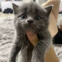 Шотландская прямоухая кошка, в Тамбове