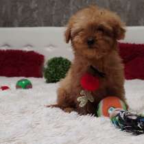 Maltipoo. Mini boy, в г.Майзенхайм