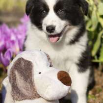 Yakutian Laika puppies (black and white girl), в Новосибирске
