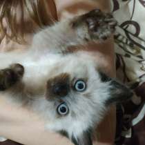 Котенок котик Невская маскарадная, в г.Енакиево