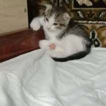 Котята в добрые руки, в Рязани