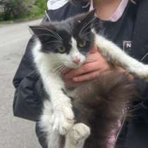 Котенок Аляска отдается в добрые руки, в Новочеркасске