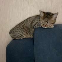 Отдам кошечку в добрые руки!!, в Хабаровске
