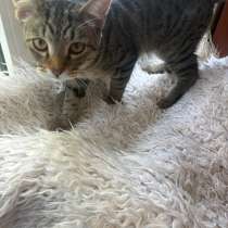 Котенок, в Казани