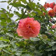 Olga An, фото